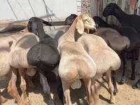 Widder, Hissar sheep — Foto 5