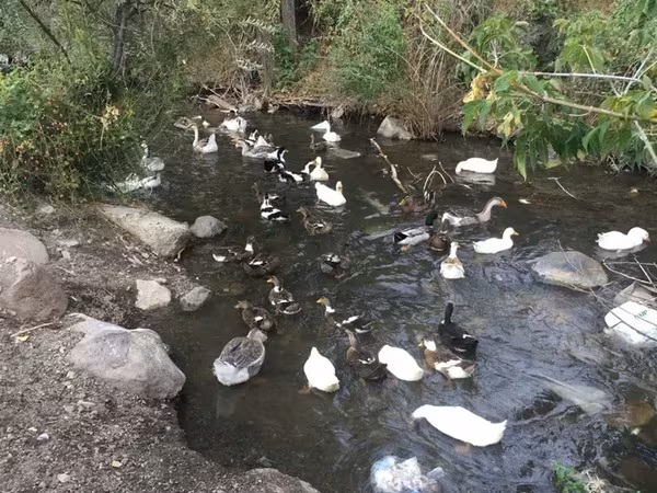 Ducks — Armenia