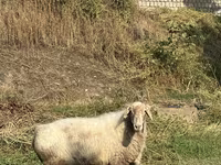 Ոչխար, Ոչխարներ — լուսանկար 5