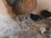 फीनिक्स — फ़ोटो 3