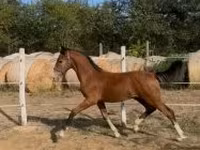 公马, Dutch warmblood horse — 照片 3