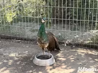 Chickens — الصورة 5