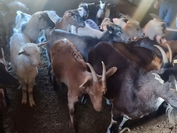 Էգ այծ, Այծեր