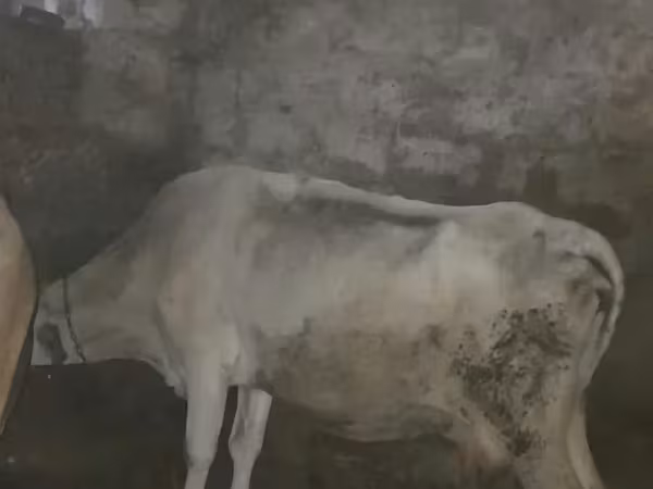 Cow, Cattle — Armenia