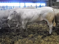 Ցուլ, Blonde d’Aquitane cattle — լուսանկար 6