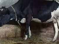 गाय, Russian Black pied cattle — फ़ोटो 4