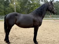 Էգ ձի, Friesian — լուսանկար 3