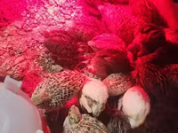 Quails — Foto 5