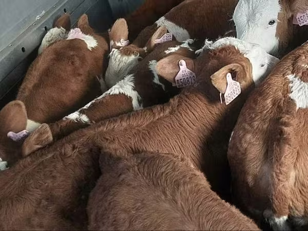 Ցուլ, Simmental cattle