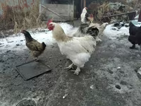 Brahma — Foto 4