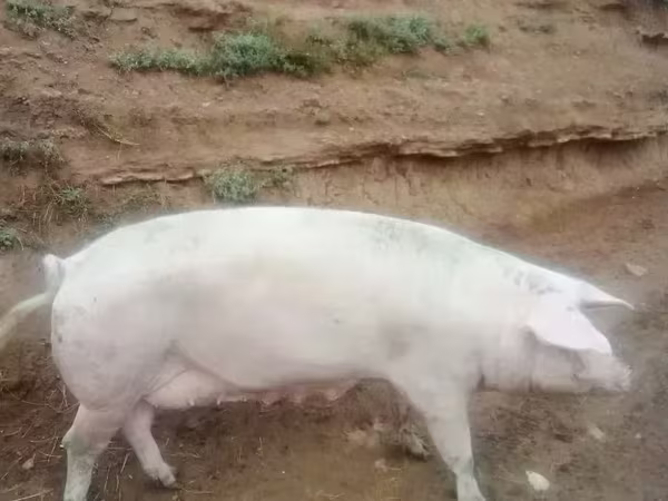 Էգ խոզ, Крупная белая
