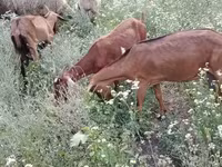 Cabra, Nubian Goat — foto 5