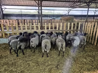 भेड़, Romanov sheep — फ़ोटो 4