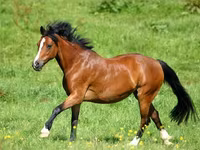 马匹（批次，未指定性别）, Horse breed — 照片 4