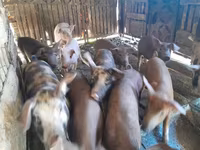 Säue, Schweine — Foto 1