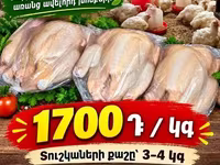 Տնական Բրոլեռ հավեր — foto 1