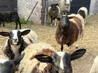 Carneiro, Dorper sheep — foto 3