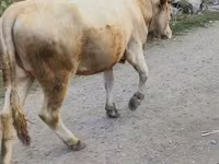 Kuh, Alatau-Rasse — Foto 1