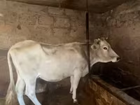 Cow, Cattle — photo 2