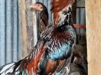 Chickens — Foto 1