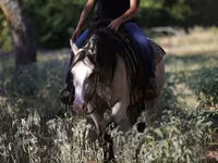 Stute, Quarter Horse — Foto 4