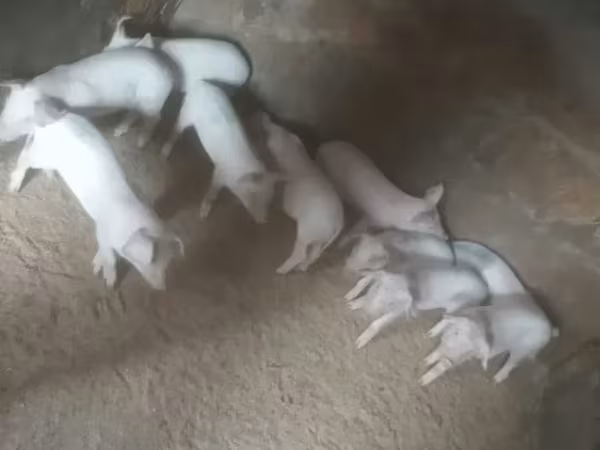 Էգ խոզ, Крупная белая