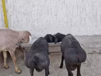Խոյ, Arashan sheep — լուսանկար 4