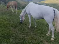 Mare, Horses — photo 1