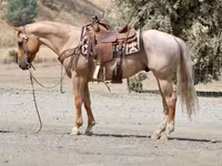 حصان, Quarter Horse — الصورة 4