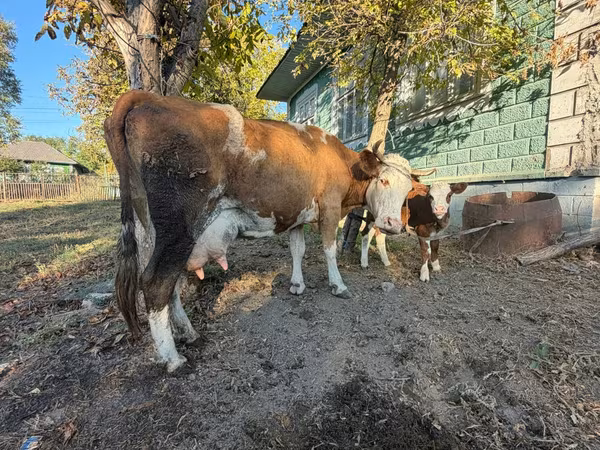 母牛, Simmental cattle