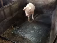 Sow, Pigs — photo 1