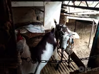 Ешкі, Beetal goats — 4-сурет