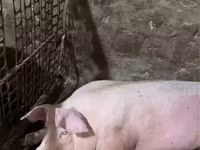 خنزير ذكر, الخنازير — الصورة 1