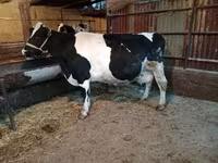 Cow, Latvian Blue cattle — photo 1