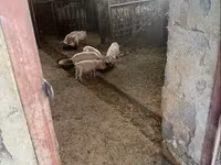 Eber, Ландрас — Foto 1