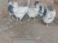 أدلر سيلفر — الصورة 2