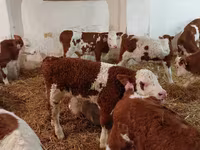 सांड, Simmental cattle — फ़ोटो 3