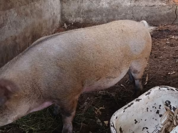 公猪, Pigs