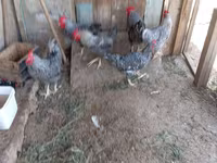 Chickens — الصورة 8