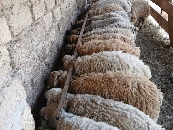 Widder, Schafe