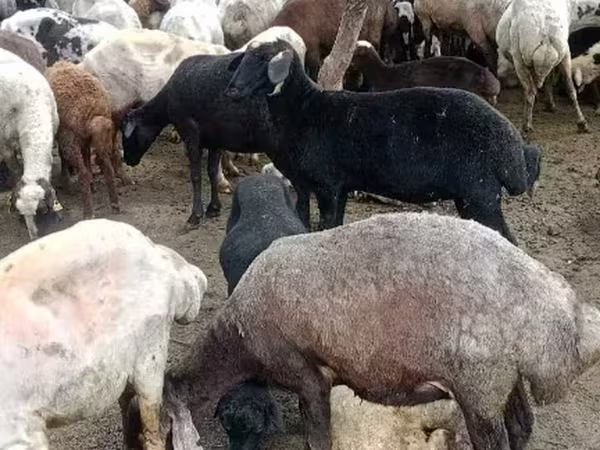 Խոյ, Ոչխարներ — Հայաստան