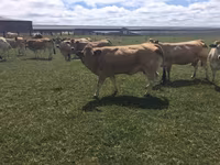 母牛, Partenaise cattle — 照片 2