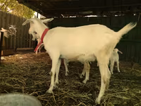 Այծեր (խումբ, սեռը նշված չէ), Pomellata goat — լուսանկար 6