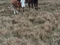 Сиыр, Simmental cattle — 2-сурет