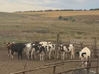 公牛, Cattle — 照片 3