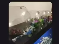 Կոլբա + ձուկ + բույս + ավազ — լուսանկար 2
