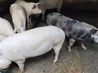 मादा सूअर, Макстер — फ़ोटो 3