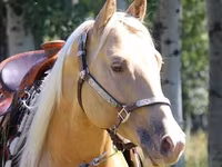 حصان, American paint horse — الصورة 1