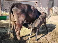 Կով, Swedish red cattle — լուսանկար 3