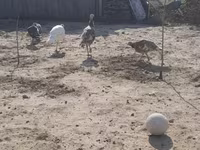 Turkeys — լուսանկար 4